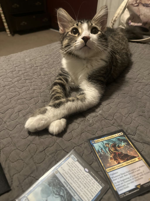 cats - JimBob Image 4