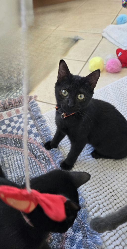 cats - Furnando Image 7