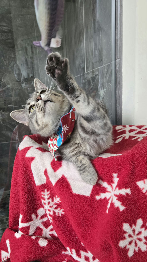 cats - Merlin Image 23