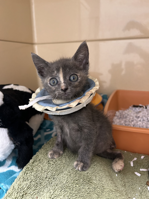 cats - Clover Image 4