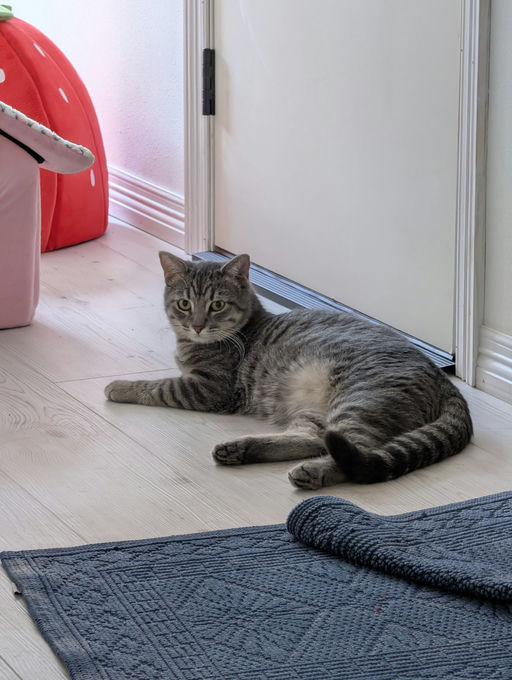 cats - Merlin Image 25