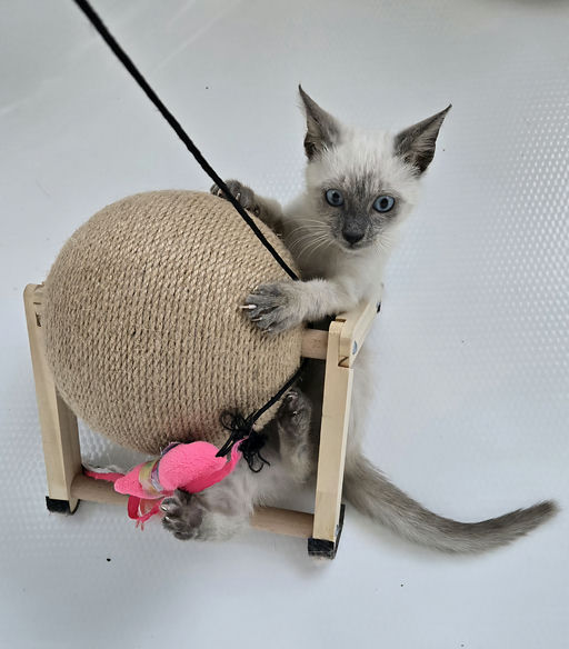 cats - Phoebe Image 1