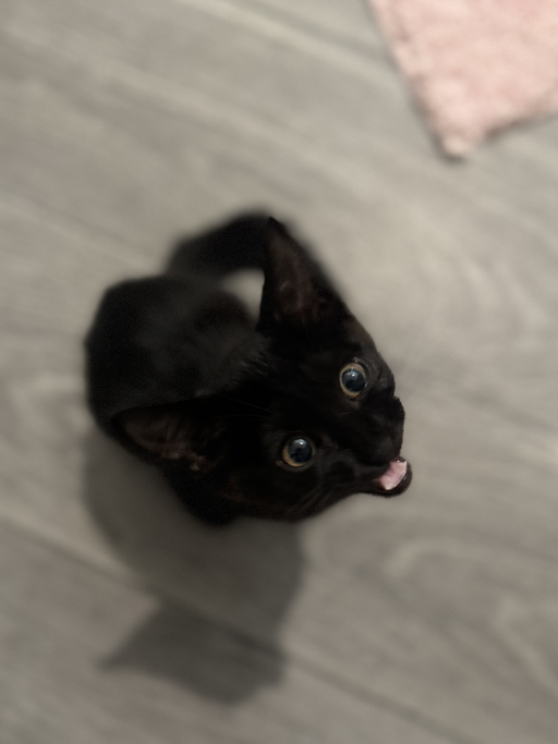 cats - Banksy Image 2