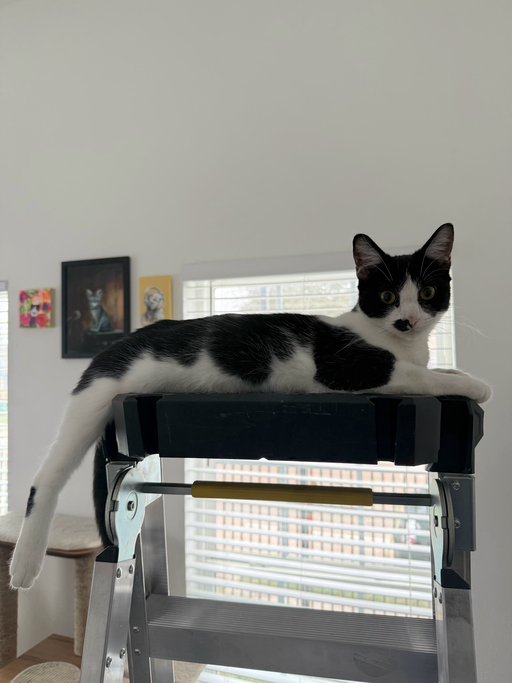 cats - Muffin Image 8