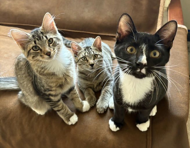 cats - Figaro Image 2