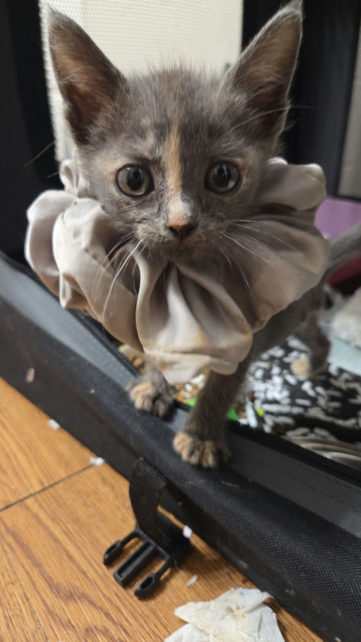 cats - Clover Image 1