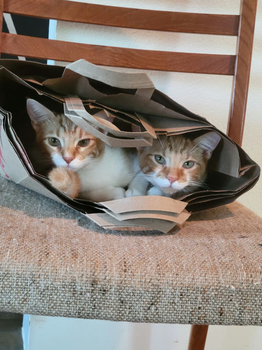 cats - Barbie Image 2