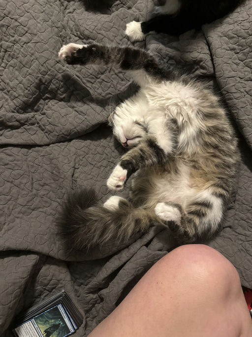 cats - JimBob Image 2