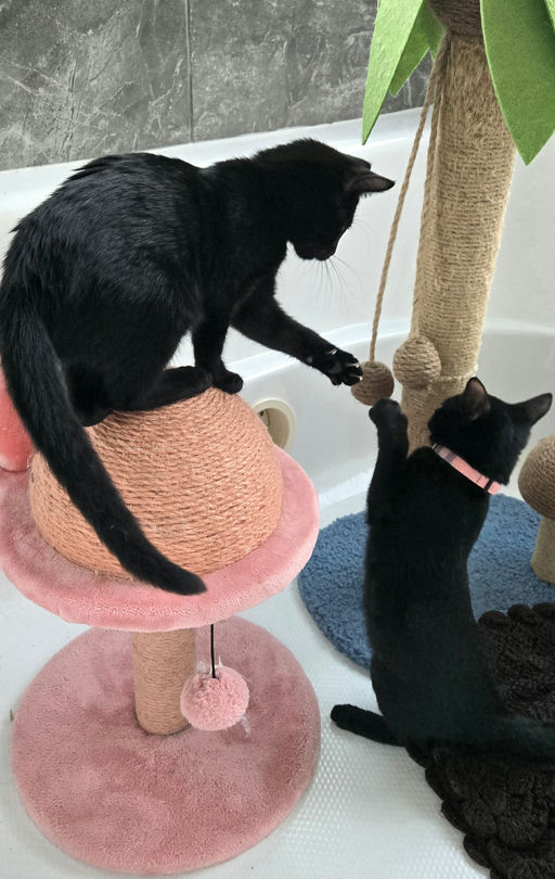 cats - Furnando Image 4