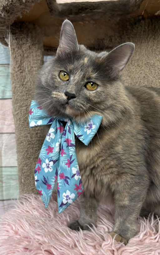 cats - Lavender Image 1