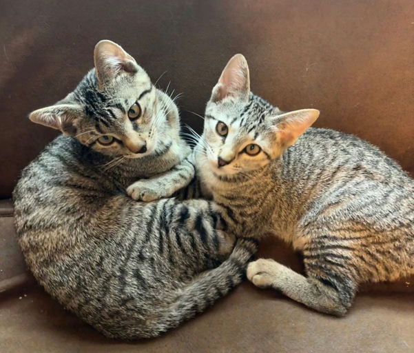 cats - Scaramouchie Image 2