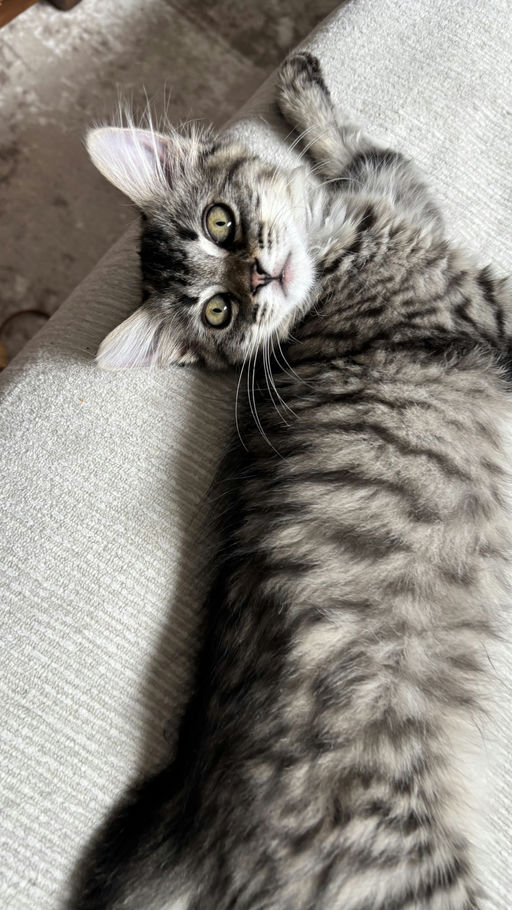 cats - Willow Image 1