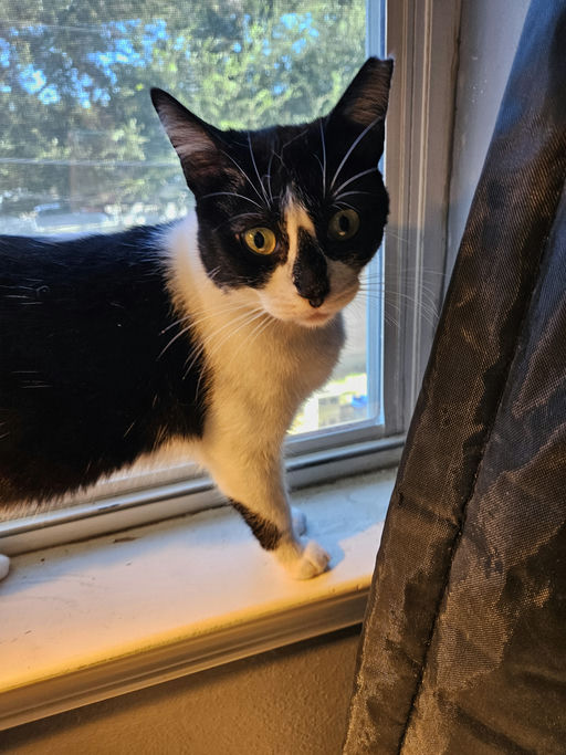 cats - HollyGoLightly Image 0