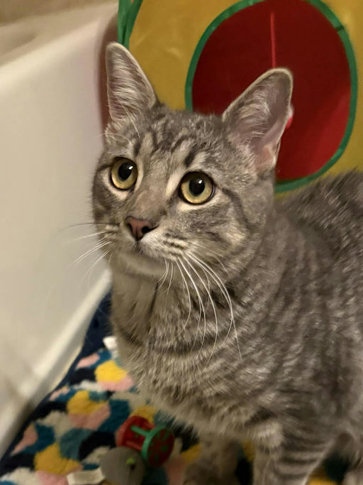 cats - Merlin Image 15