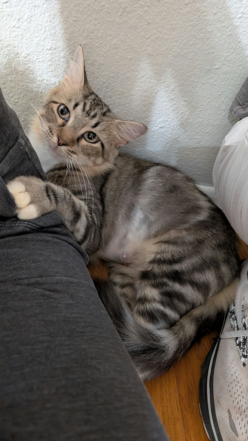 cats - Cleopatra Image 0