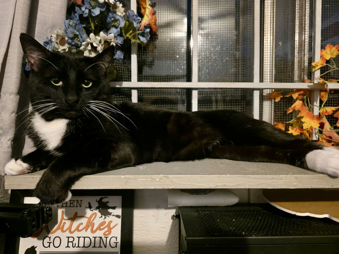 cats - Tuxas Image 0