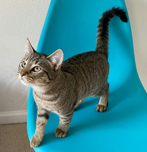 cats - Sport Image 0