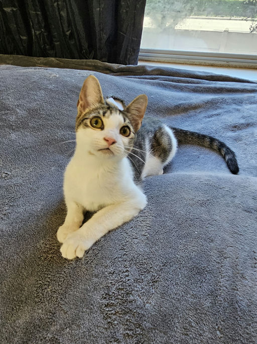 cats - Alice Image 6