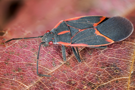 close up box elder bug pest