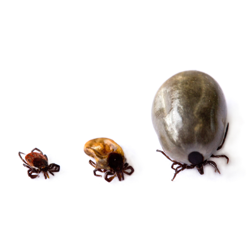 tick pest control job in Baltimore, MD