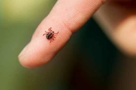 tick found on a human in baltimore city