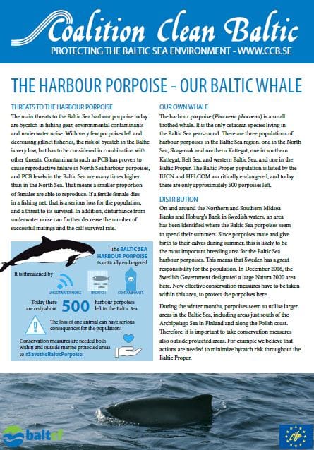 The Harbour Porpoise - Our Baltic Whale