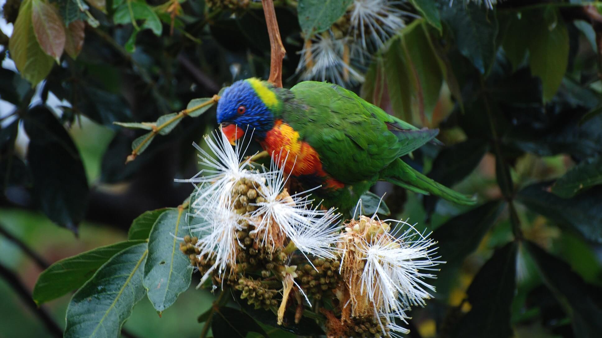 QLD Urban LS LGI CF HF