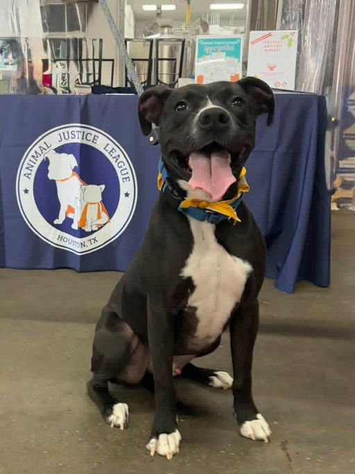 dogs - Jester Image 7