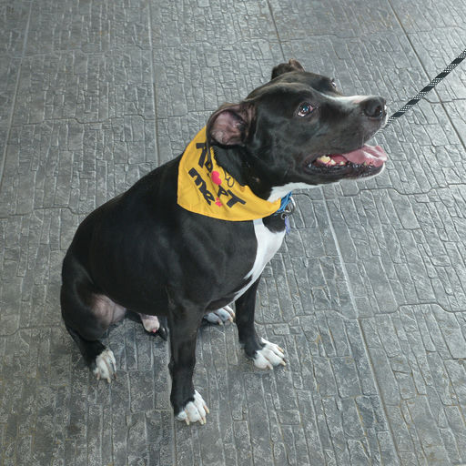 dogs - Jester Image 10