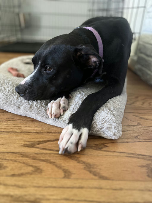 dogs - Jester Image 1