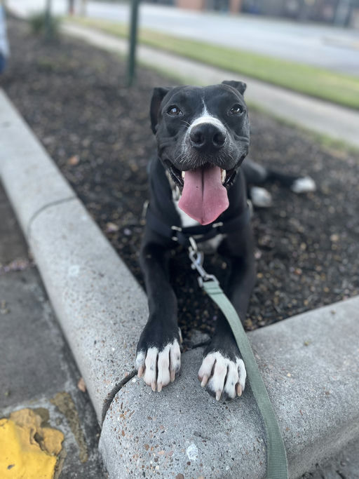 dogs - Jester Image 2