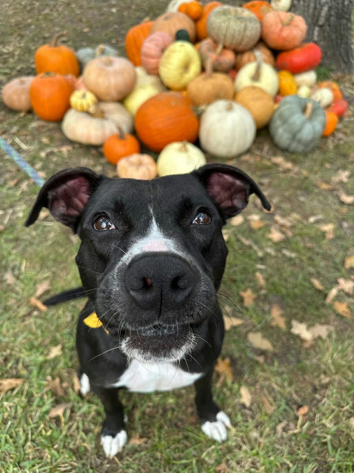 dogs - Jester Image 13