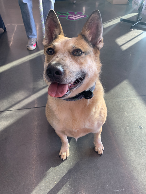 dogs - Koji Image 10