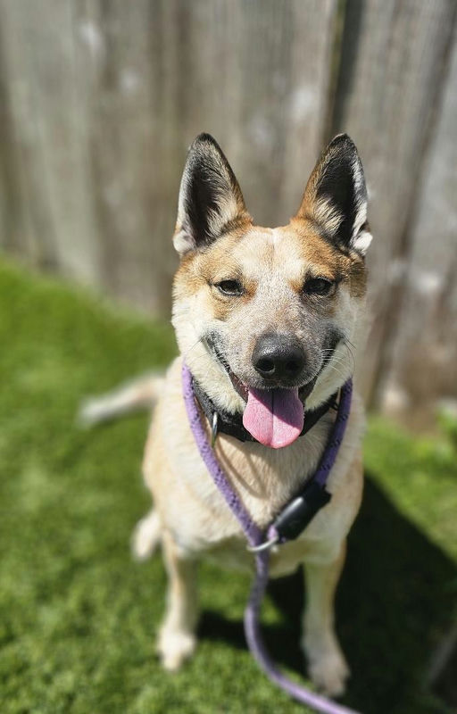 dogs - Koji Image 11