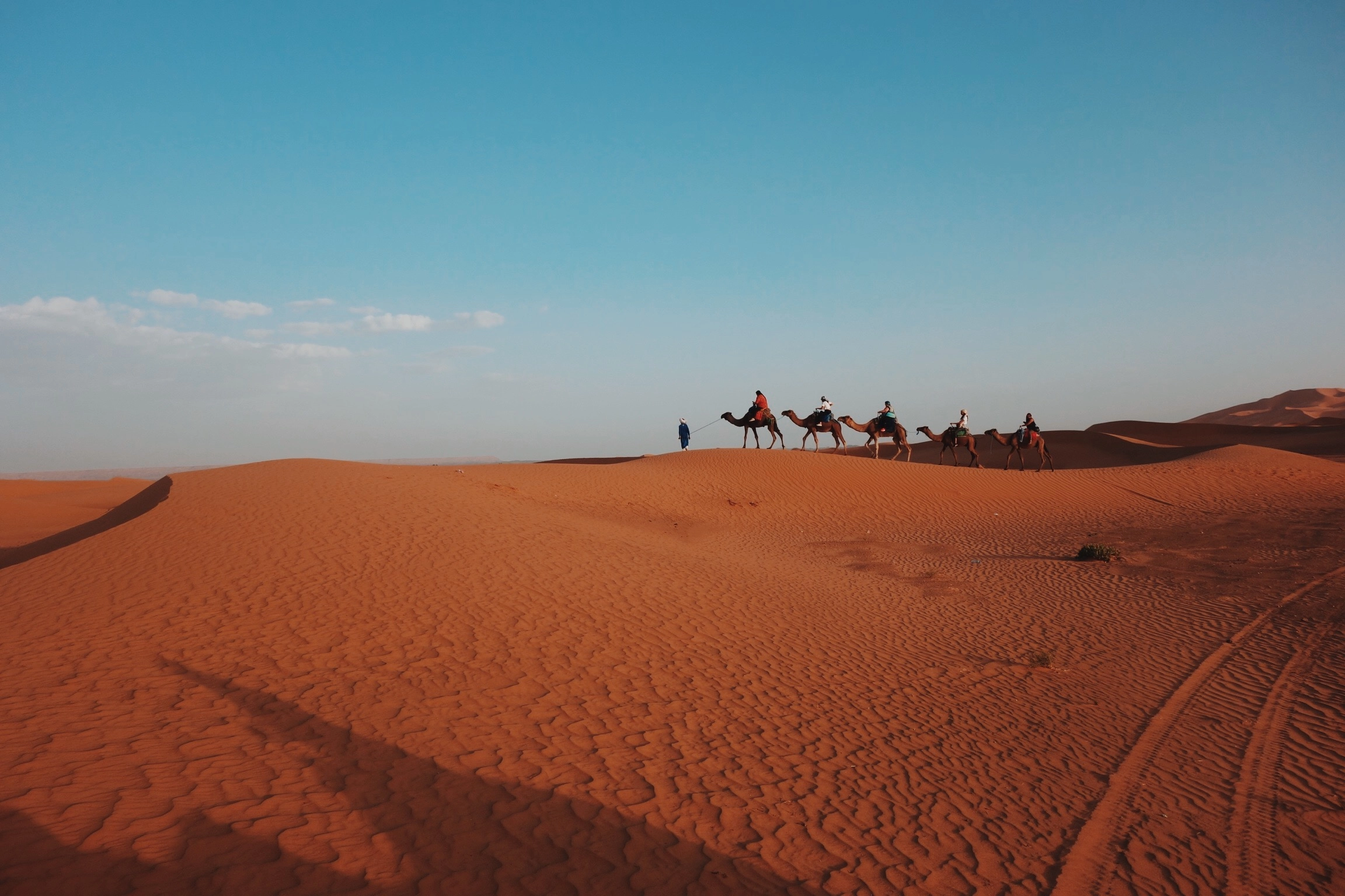 Camel caravan crossing sand dunes of the Sahara Desert in Morocco under a clear blue sky