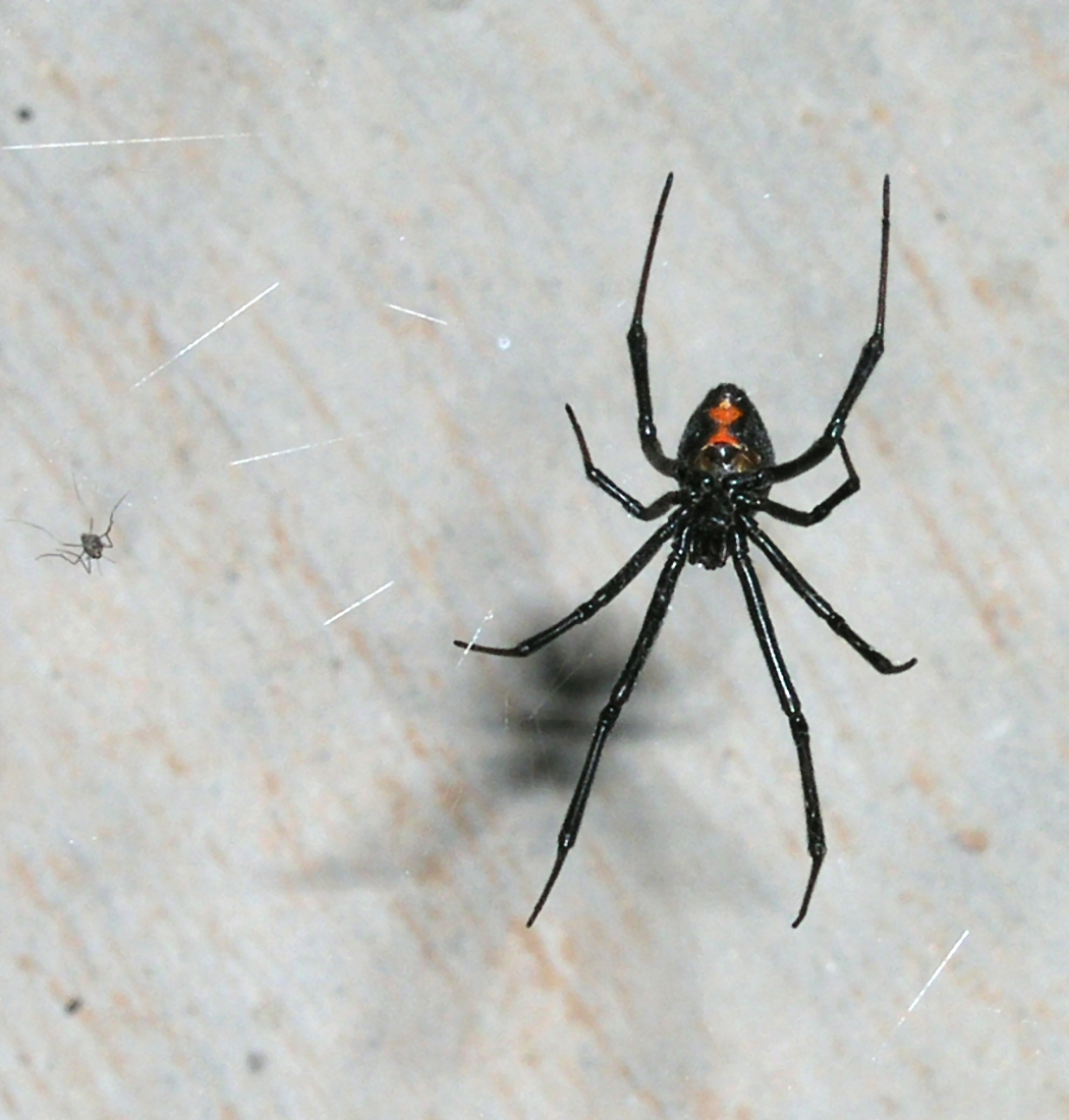 dangerous black widow spider