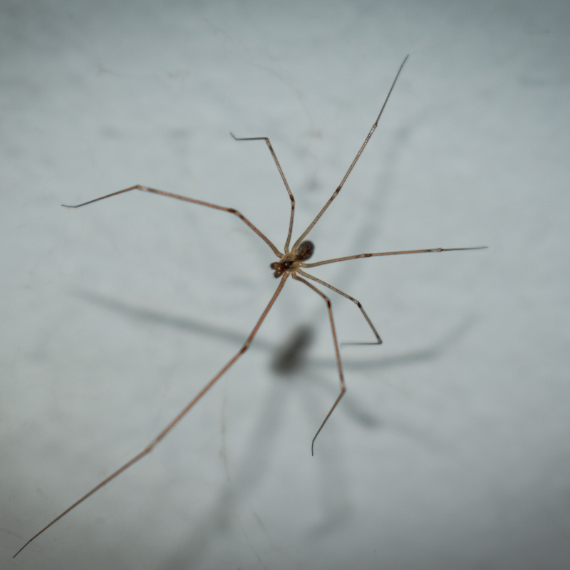 daddy long leg spider in baltimore