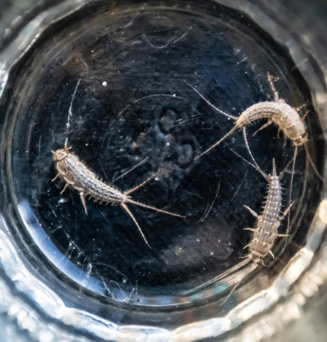 captured silverfish in a city home