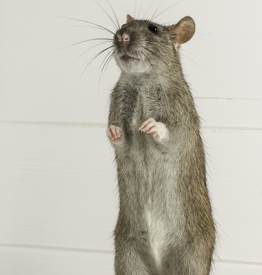 rat control job Riverside Baltimore