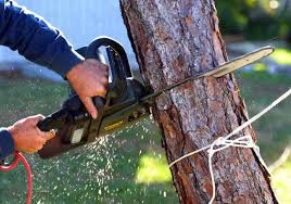 Moore's Tree Service & Company