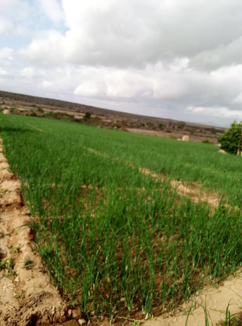 LIBERATIONAL FARMING