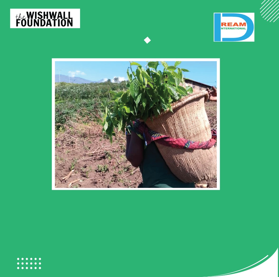 Planting for the restoration of landscapes in Rwenzori mountains