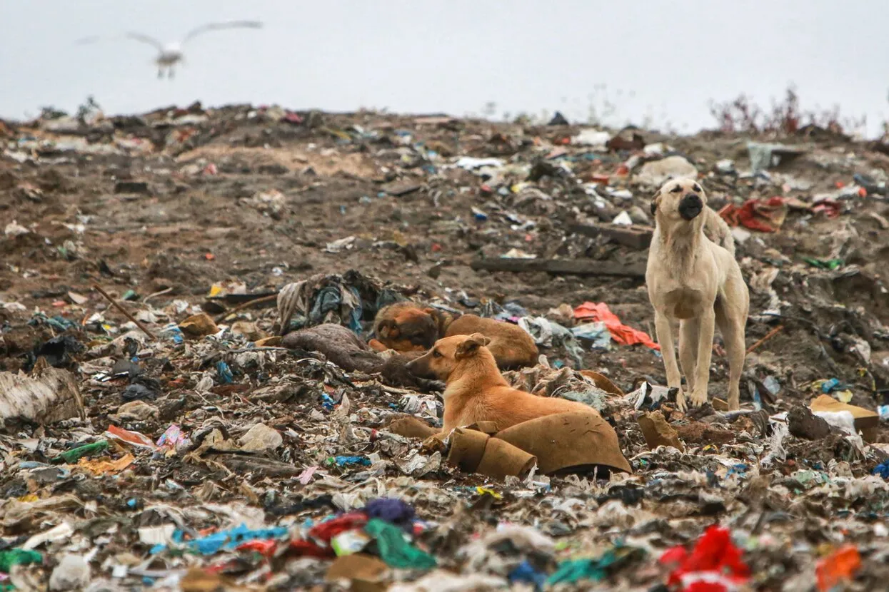 stray animal hospital