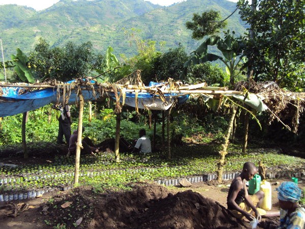 TREE PLANTING PROJECT ON THE STEP SLOPES OF MOUNT RWENZORI AND BAMBOO PLANTING ON BANKS OF RIVER NYAMWAMBA AND NYAMUGASANI