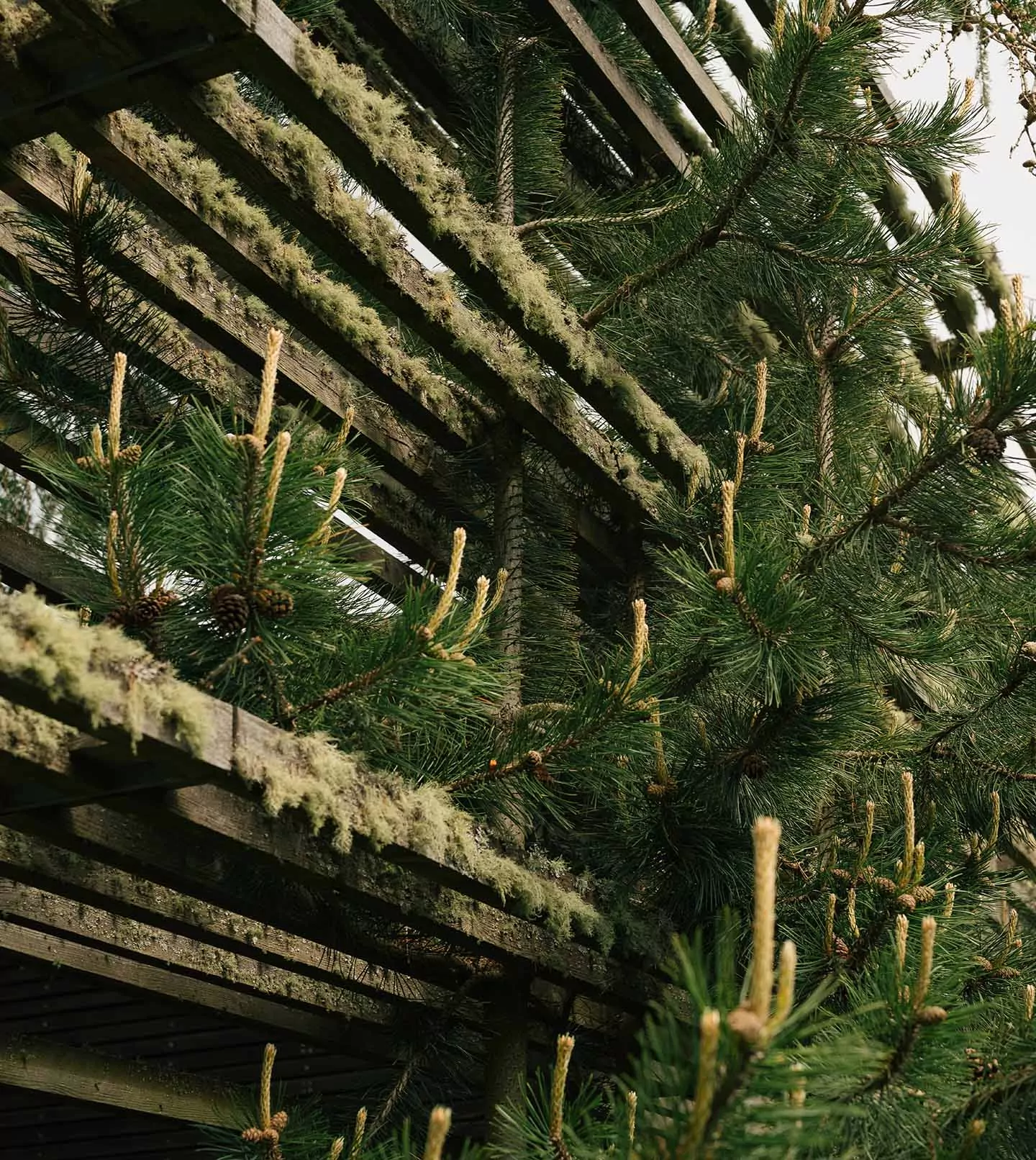 Vigilius Mountain Resort - Luxury ski hotel gallery image 19 showing alpine architecture, interior design, or mountain views