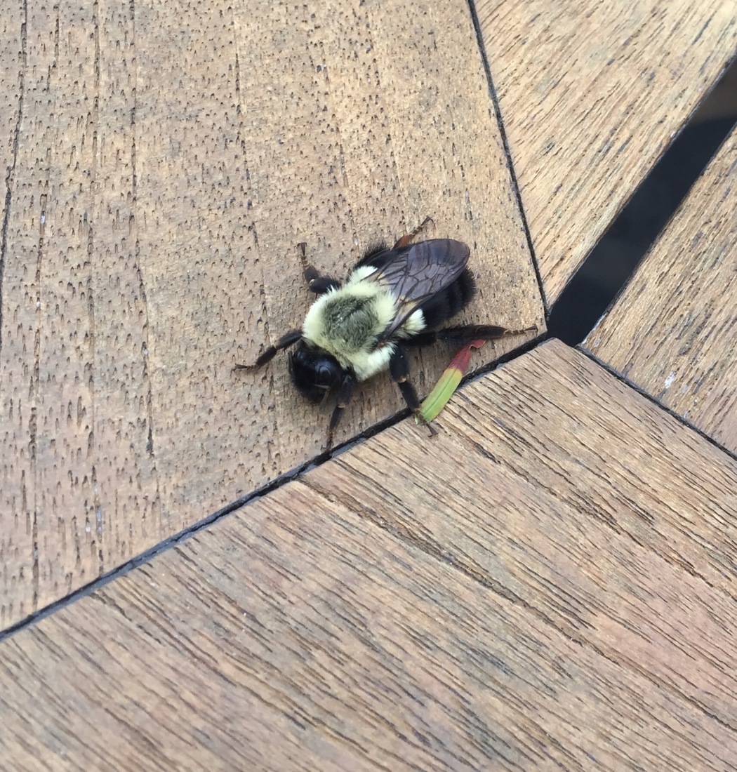 carpenter bee in a home garage