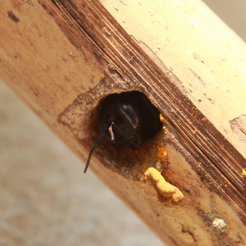 carpenter bee nest in baltimore city home