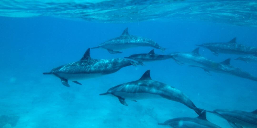 dolphin pod swimming through the ocean
