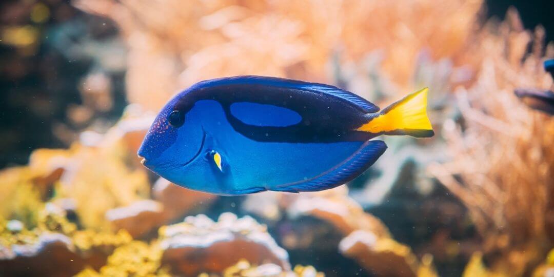 royal blue tang swimming through a reef