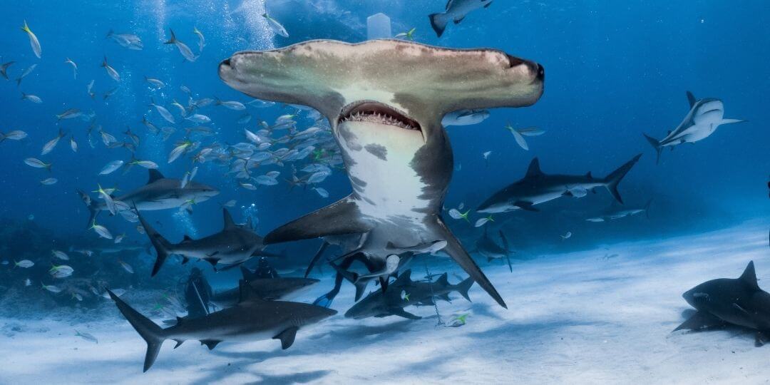 great hammerhead shark swimming right towards camera with other, smaller sharks in the distance